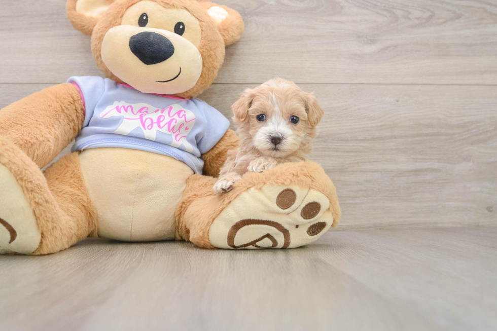 Smart Maltipoo Poodle Mix Pup