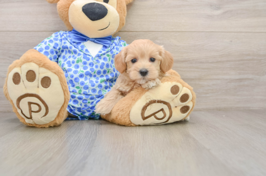 Popular Maltipoo Poodle Mix Pup