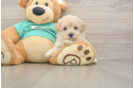 Best Maltipoo Baby