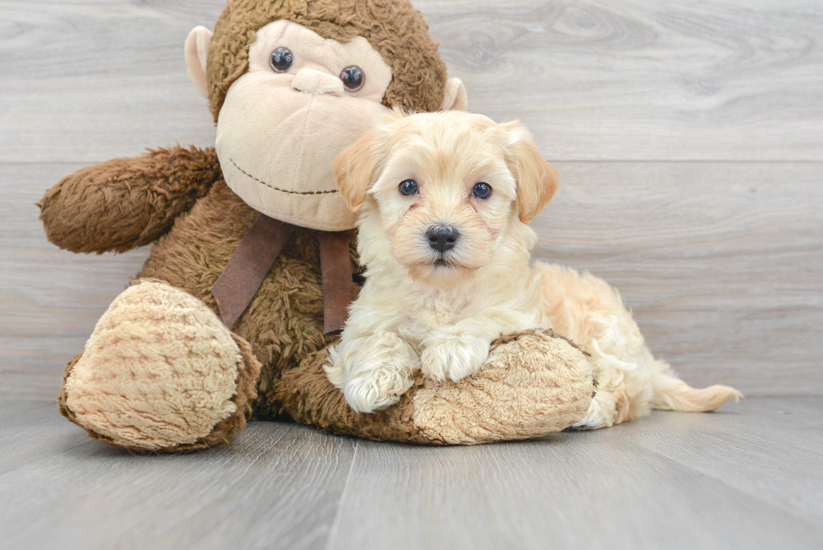 Maltipoo Puppy for Adoption