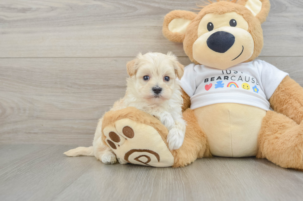 7 week old Maltipoo Puppy For Sale - Puppy Love PR