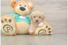 Small Maltipoo Baby