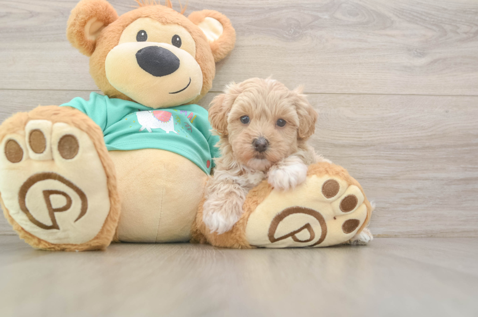 5 week old Maltipoo Puppy For Sale - Puppy Love PR