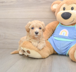 8 week old Maltipoo Puppy For Sale - Puppy Love PR