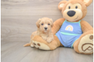 Maltipoo Pup Being Cute