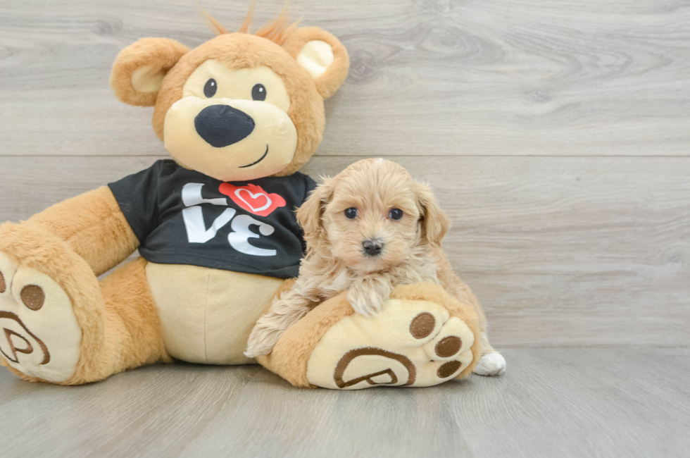 6 week old Maltipoo Puppy For Sale - Puppy Love PR