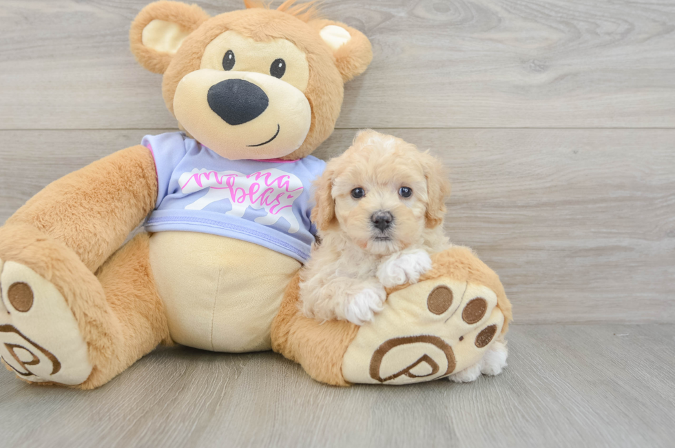 6 week old Maltipoo Puppy For Sale - Puppy Love PR