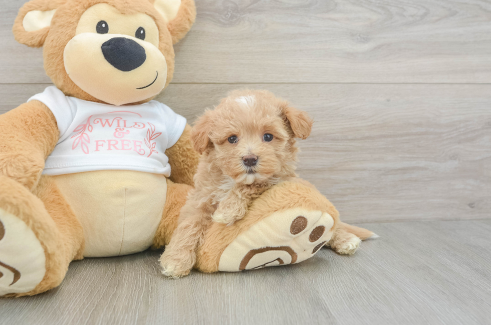 6 week old Maltipoo Puppy For Sale - Puppy Love PR