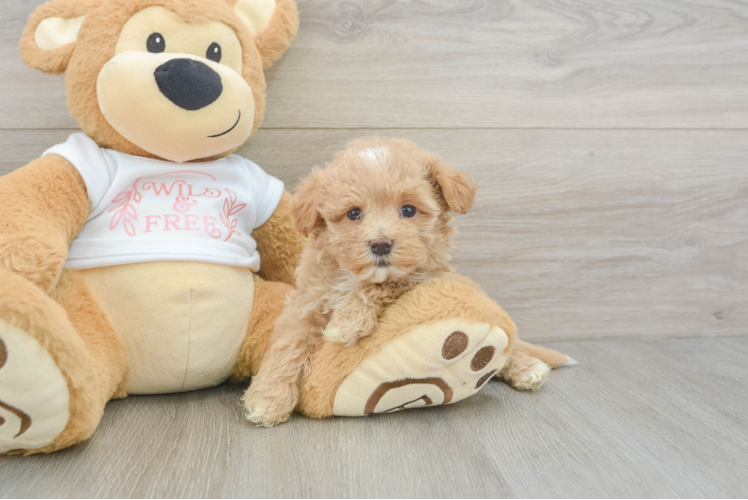 Meet Heartly - our Maltipoo Puppy Photo 1/3 - Puppy Love PR Adorable Malt Oodle Poodle Mix Puppy