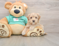 9 week old Maltipoo Puppy For Sale - Puppy Love PR