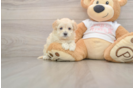 Fluffy Maltipoo Poodle Mix Pup