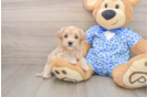 Sweet Maltipoo Baby