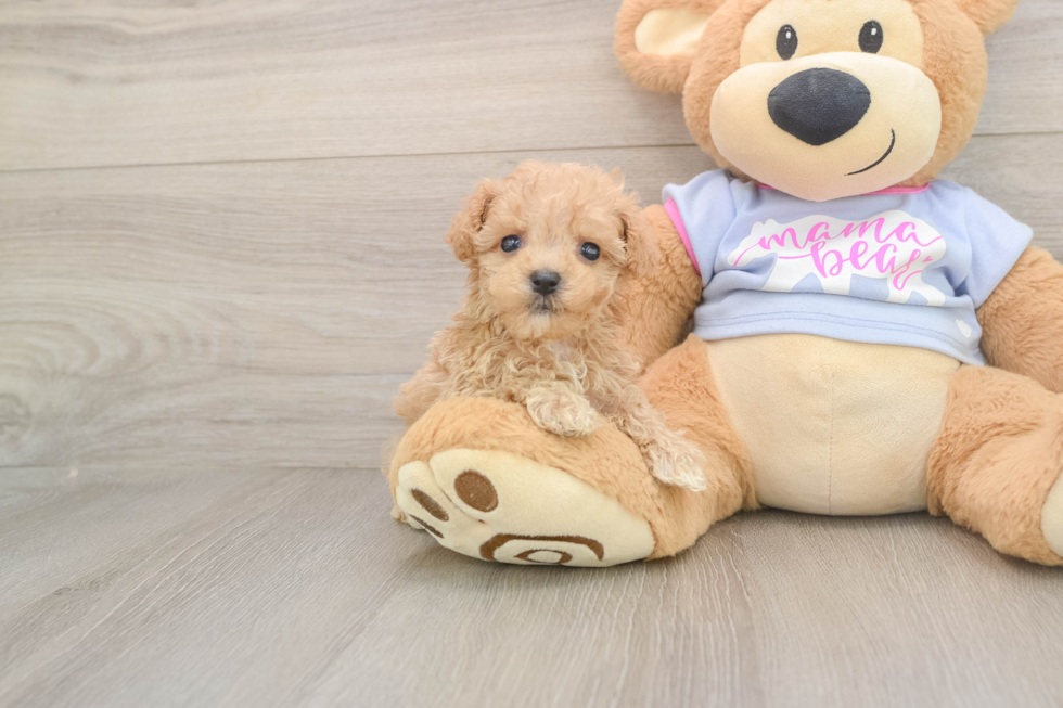 Maltipoo Pup Being Cute