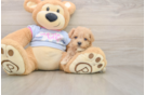 Popular Maltipoo Poodle Mix Pup