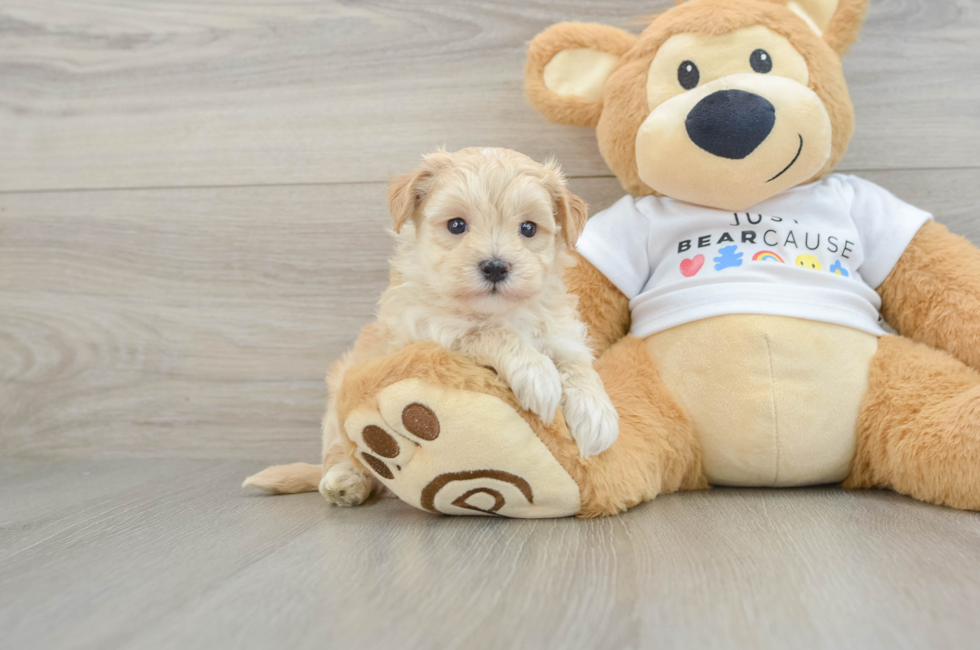 7 week old Maltipoo Puppy For Sale - Puppy Love PR