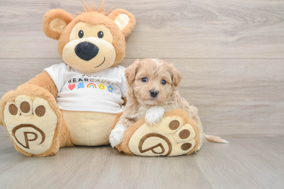 Happy Maltipoo Baby