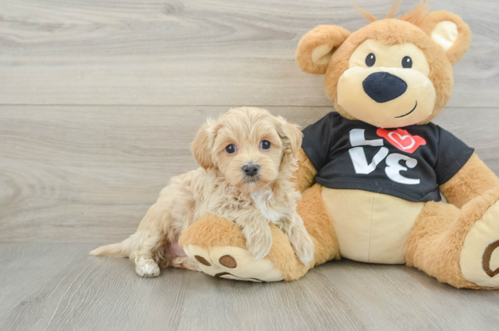 6 week old Maltipoo Puppy For Sale - Puppy Love PR