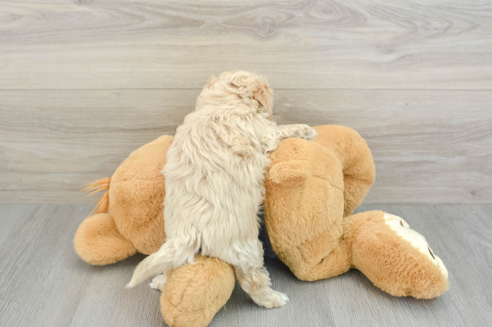 Petite Maltipoo Poodle Mix Pup