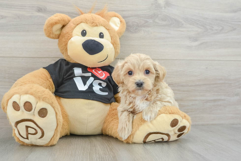 Fluffy Maltipoo Poodle Mix Pup