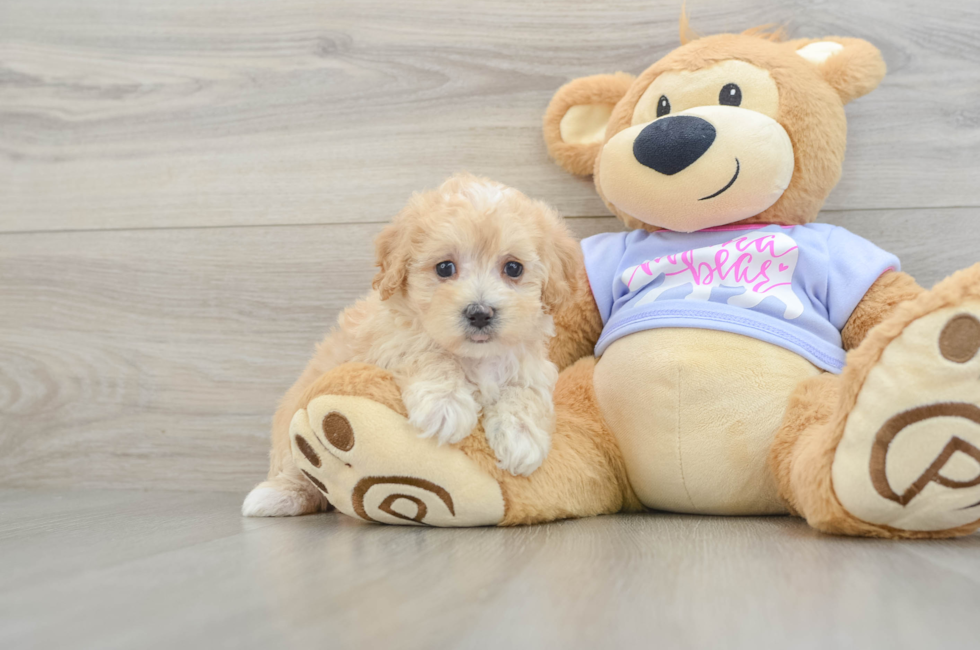 6 week old Maltipoo Puppy For Sale - Puppy Love PR