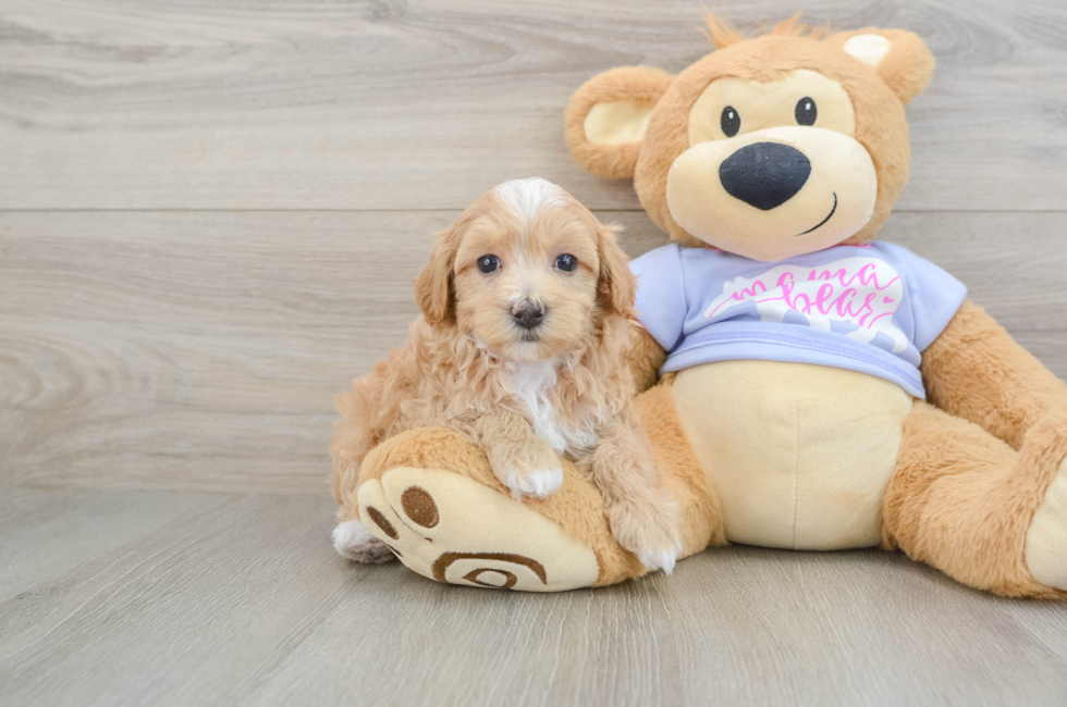 5 week old Maltipoo Puppy For Sale - Puppy Love PR