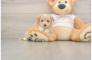 Popular Maltipoo Poodle Mix Pup
