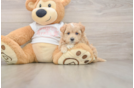 Popular Maltipoo Poodle Mix Pup