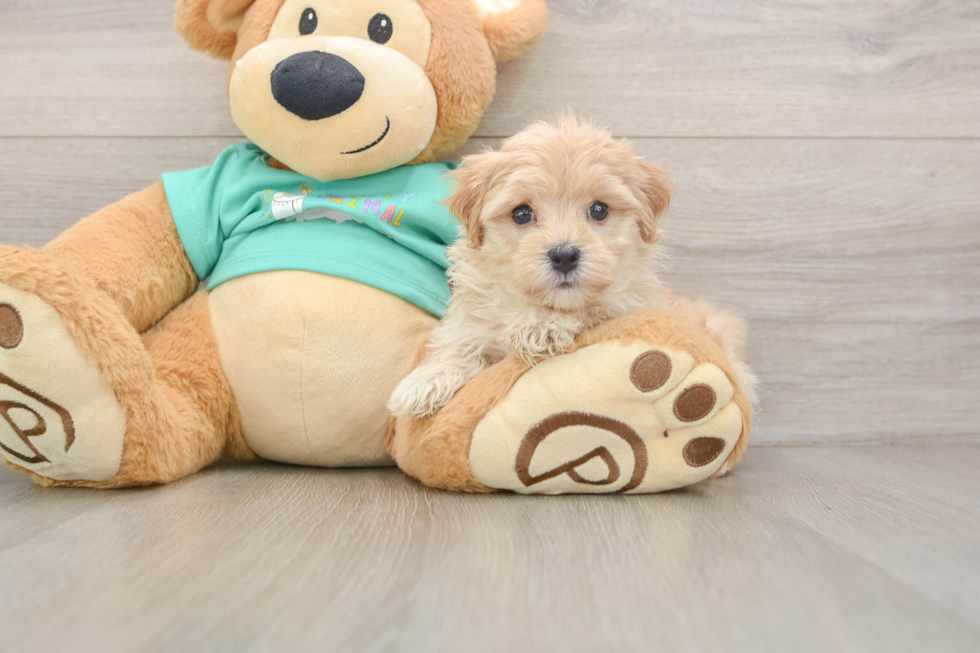 Popular Maltipoo Poodle Mix Pup