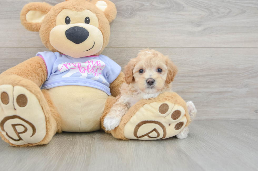 6 week old Maltipoo Puppy For Sale - Puppy Love PR