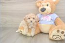 Maltipoo Pup Being Cute