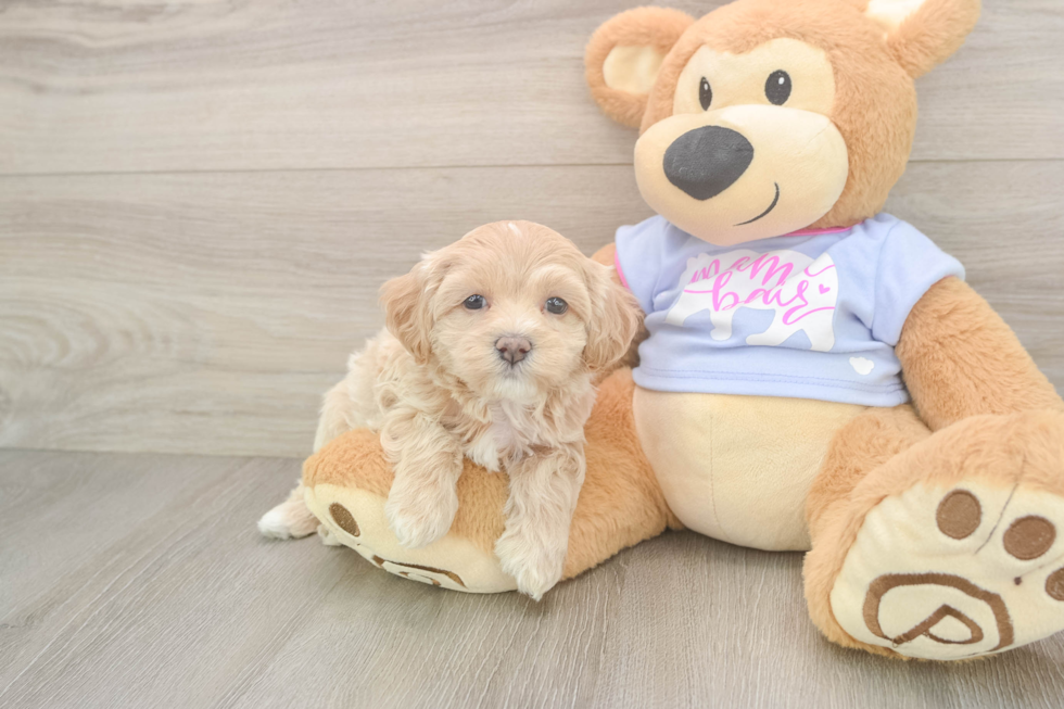 Maltipoo Pup Being Cute