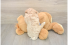 Small Maltipoo Baby