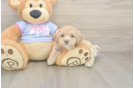 Best Maltipoo Baby
