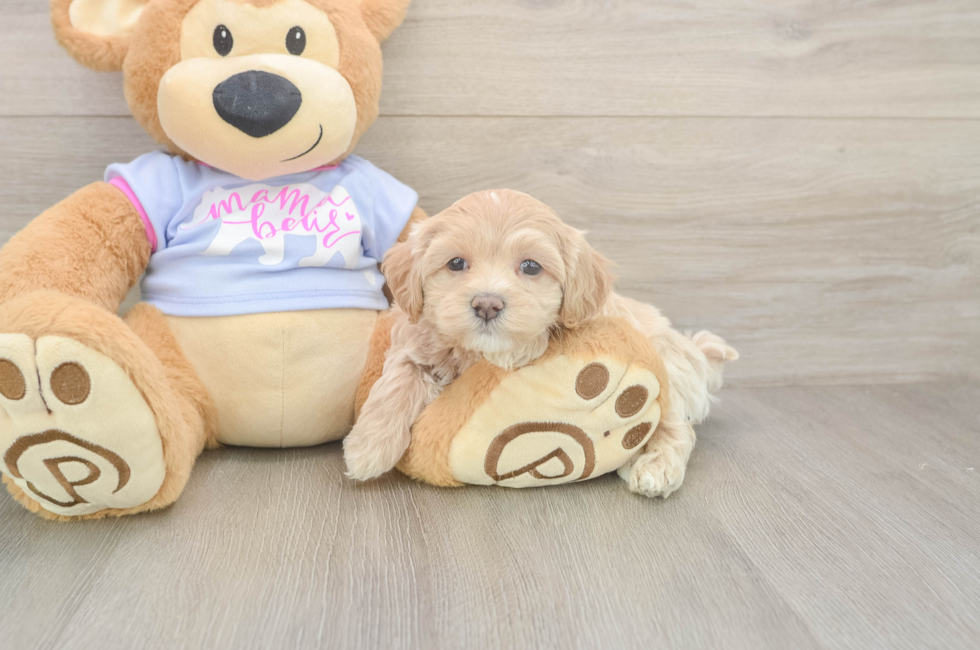 5 week old Maltipoo Puppy For Sale - Puppy Love PR