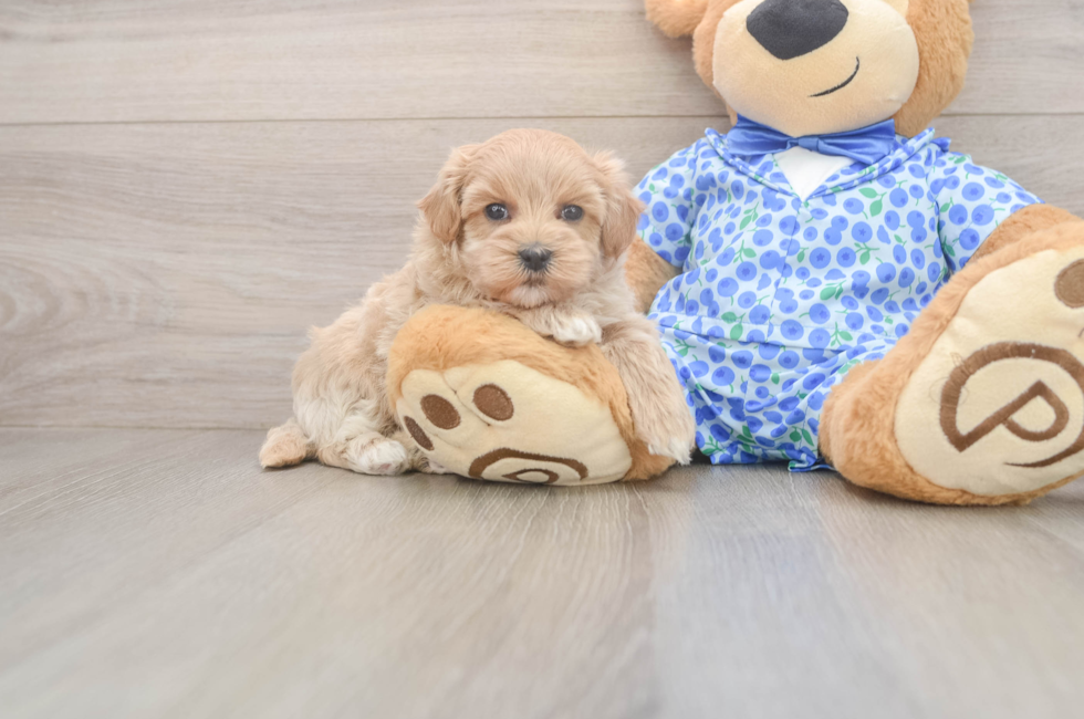 7 week old Maltipoo Puppy For Sale - Puppy Love PR