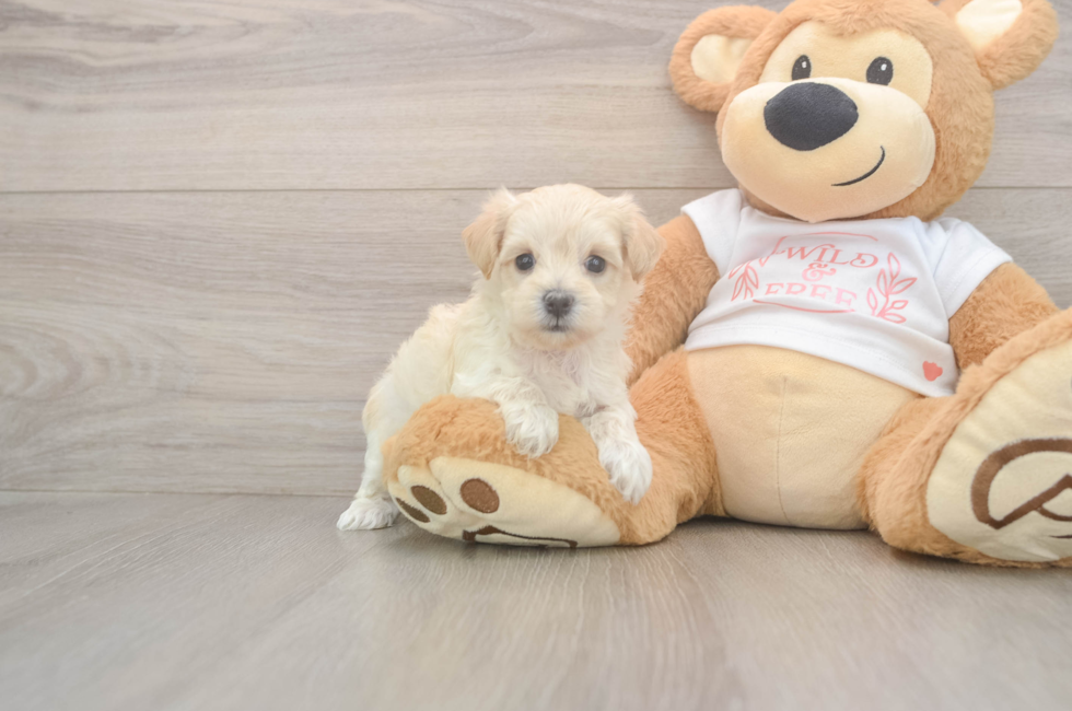 5 week old Maltipoo Puppy For Sale - Puppy Love PR