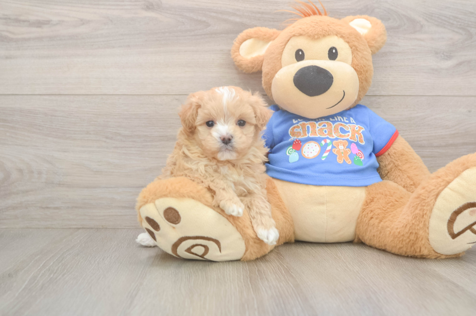 5 week old Maltipoo Puppy For Sale - Puppy Love PR