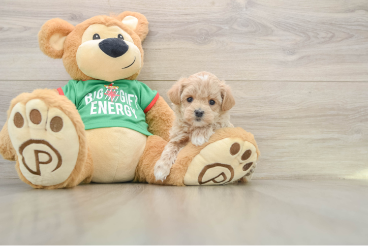 Hypoallergenic Malt a Poo Poodle Mix Puppy