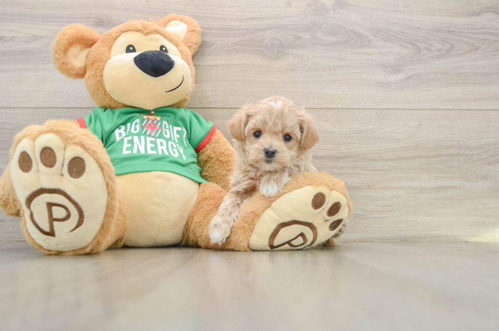 6 week old Maltipoo Puppy For Sale - Puppy Love PR
