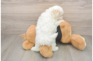 Little Malt Oodle Poodle Mix Puppy