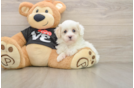 Happy Maltipoo Baby