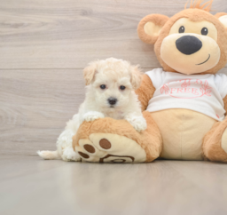 8 week old Maltipoo Puppy For Sale - Puppy Love PR