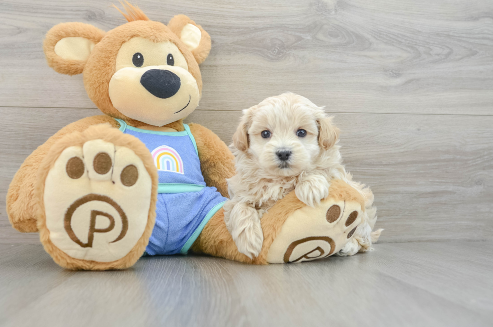 6 week old Maltipoo Puppy For Sale - Puppy Love PR