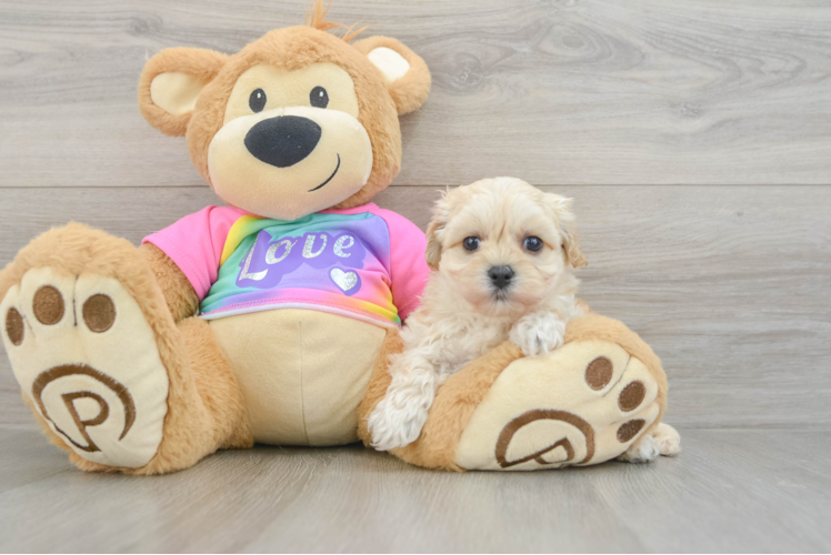 Maltipoo Puppy for Adoption