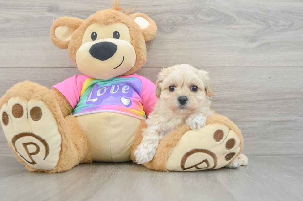 6 week old Maltipoo Puppy For Sale - Puppy Love PR