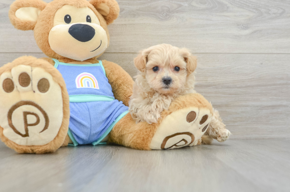 5 week old Maltipoo Puppy For Sale - Puppy Love PR