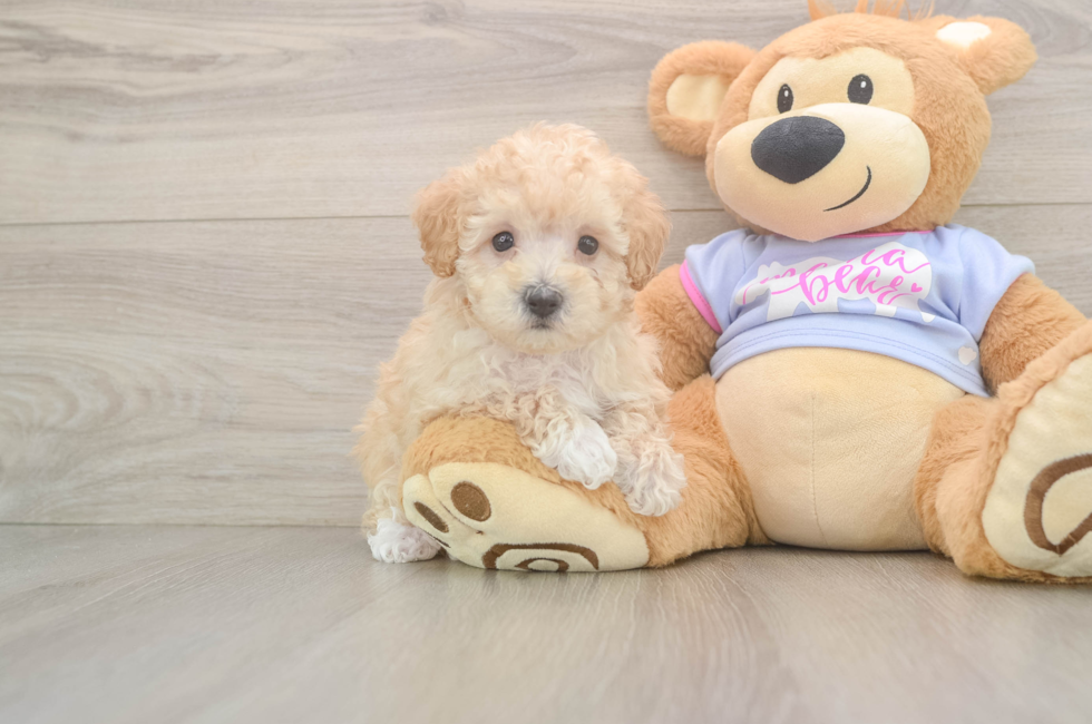 6 week old Maltipoo Puppy For Sale - Puppy Love PR