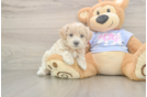 Maltipoo Puppy for Adoption