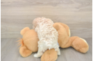 Maltipoo Pup Being Cute