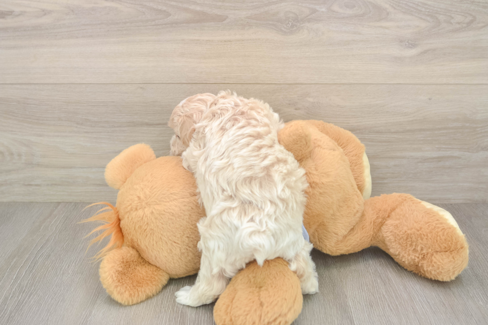 Maltipoo Pup Being Cute